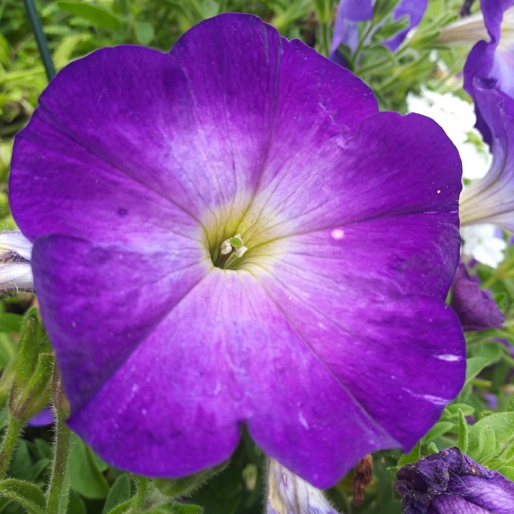 Meet your Posher, Marlene